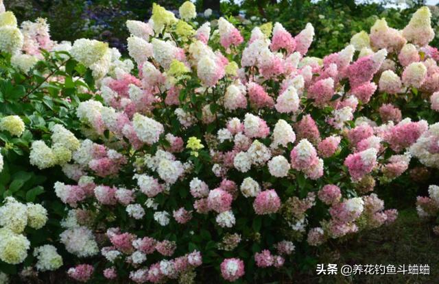 绣球为什么老是烂叶子,绣球修剪成光杆不发芽怎么回事