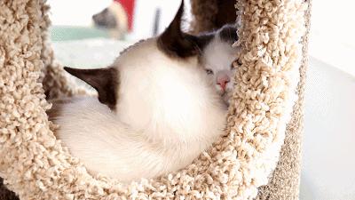 猫主子驾到,猫咪主子驾到