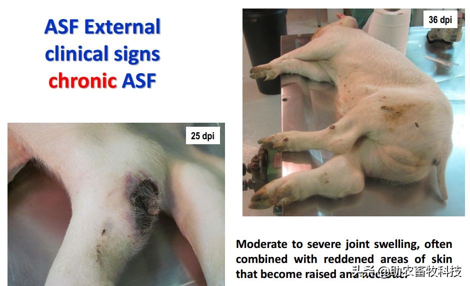 猪场感染疑似慢性非洲猪瘟与混感蓝耳等疾病如何快速净化措施