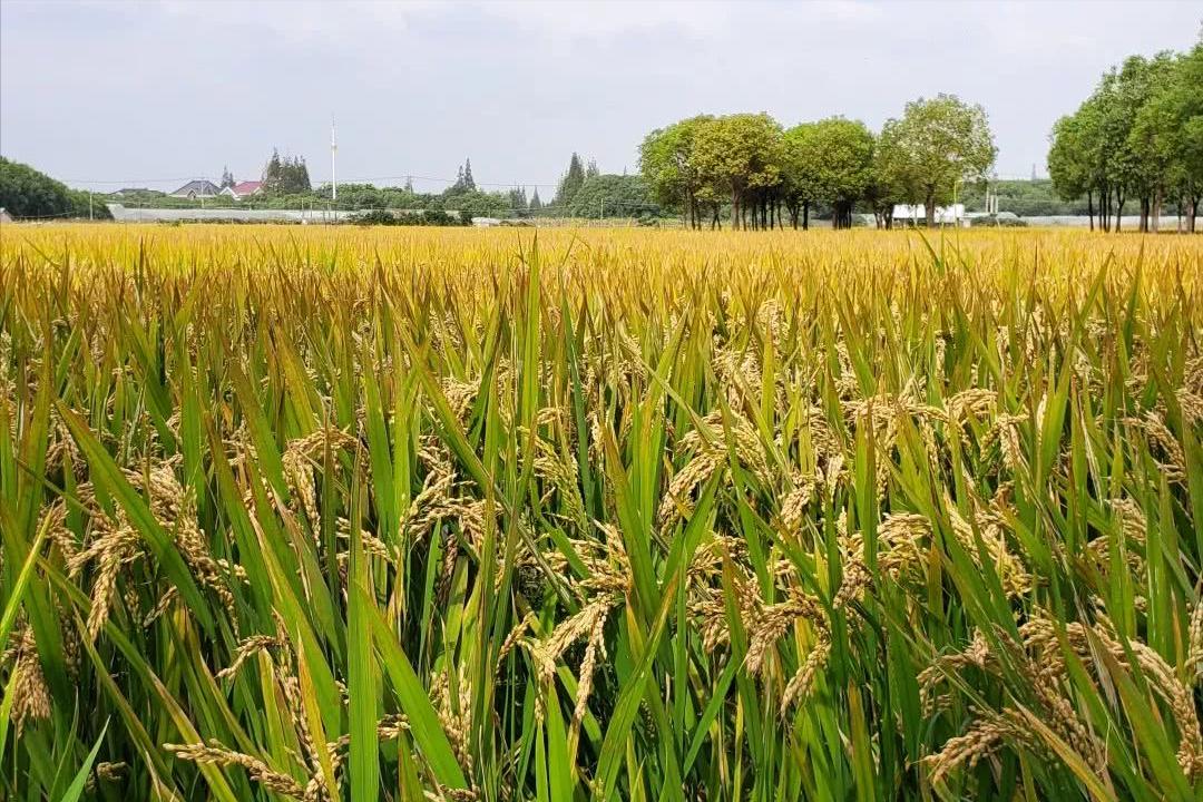 美豆海运费,美豆到中国一吨运费