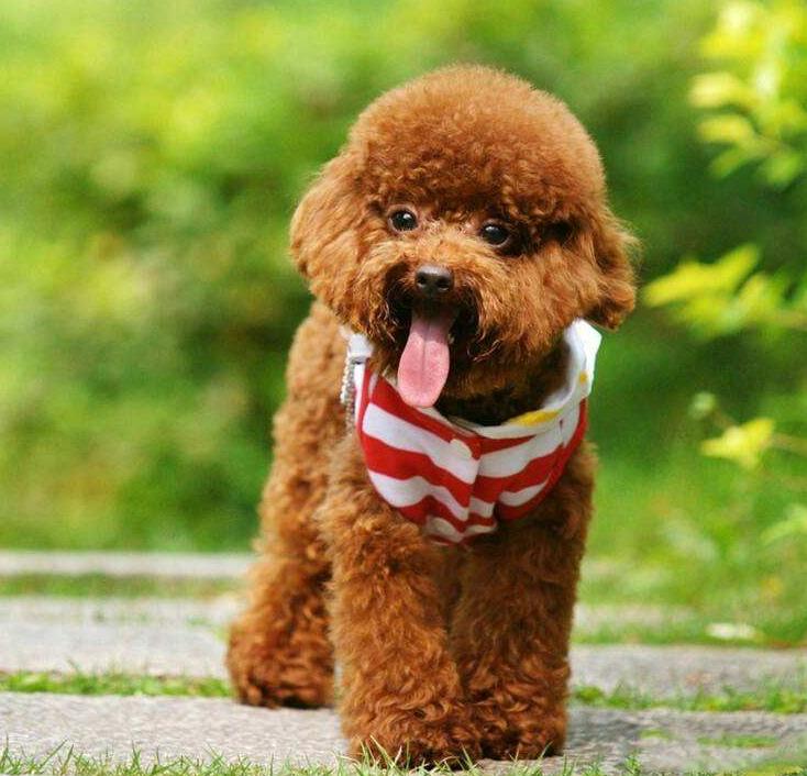 泰迪狗身上有跳蚤怎么办,主人去狗狗洗澡