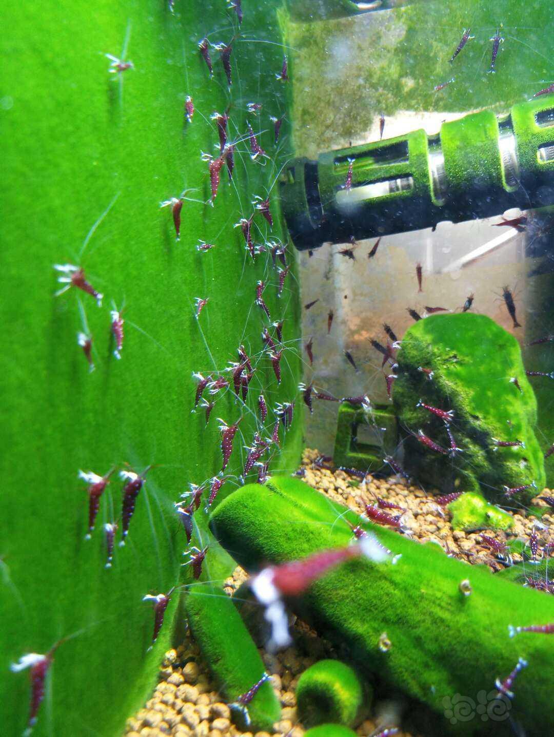 苏虾繁殖方法视频讲解,苏虾开缸教程及饲养心得