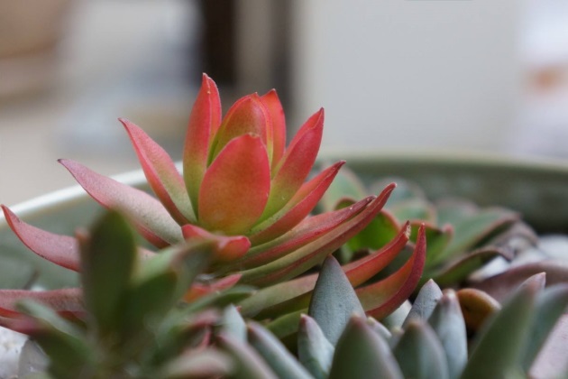 火祭不红怎么回事,为什么有的火祭怎么晒都不红