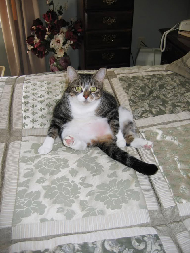 养猫前，你需要知道这些（1）