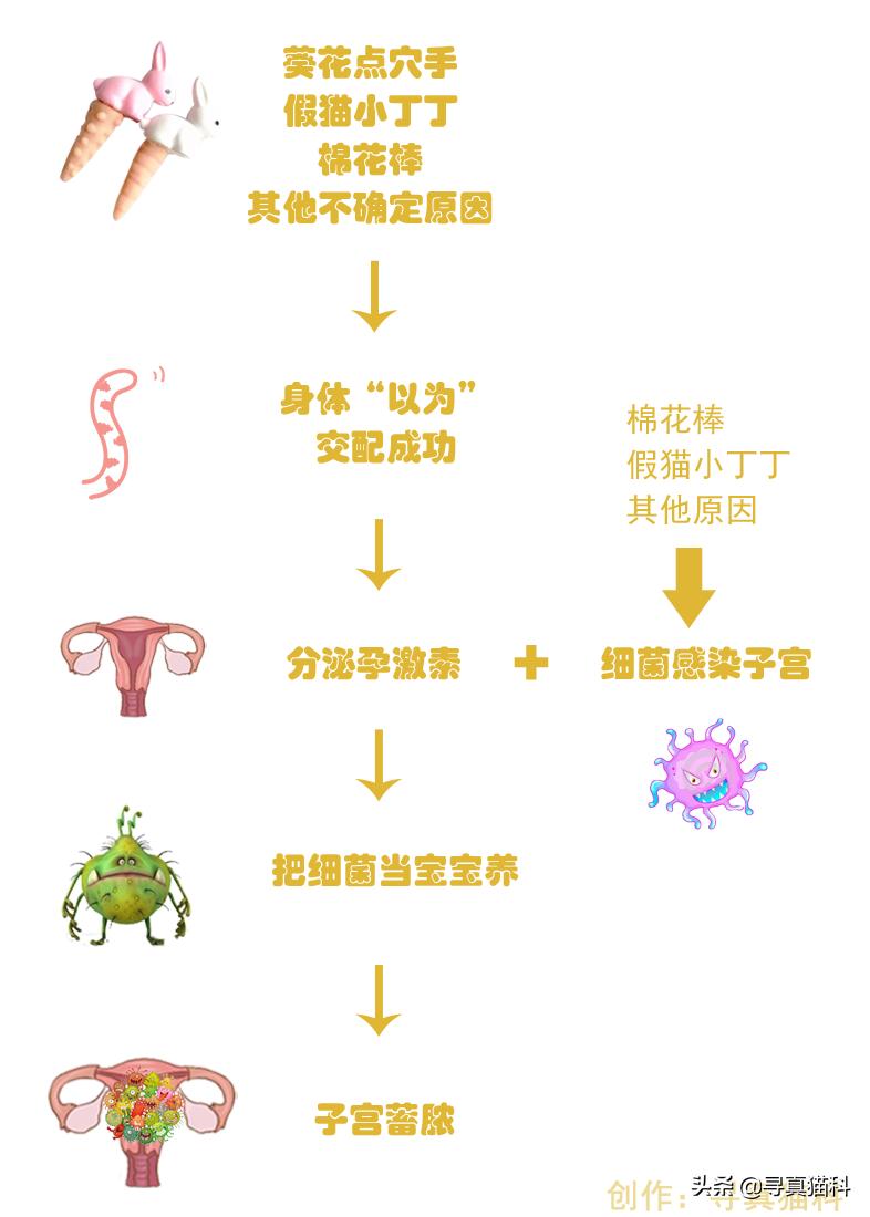 猫子宫蓄脓会造成白细胞偏低吗,猫子宫蓄脓用不用戴头套