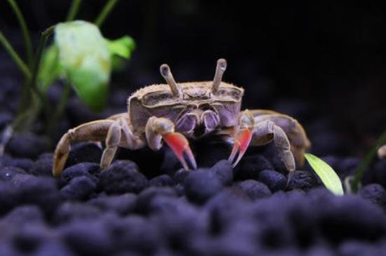 黄头龟在鱼缸里养需要晒背吗,黄头龟在水族箱怎么养