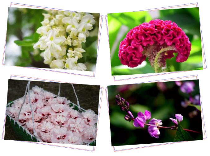 中草药各种花科普,花类的中草药有哪些