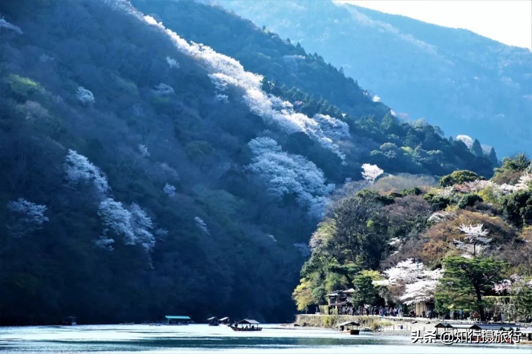 日本樱花季是八月几号,2020年日本樱花花期表