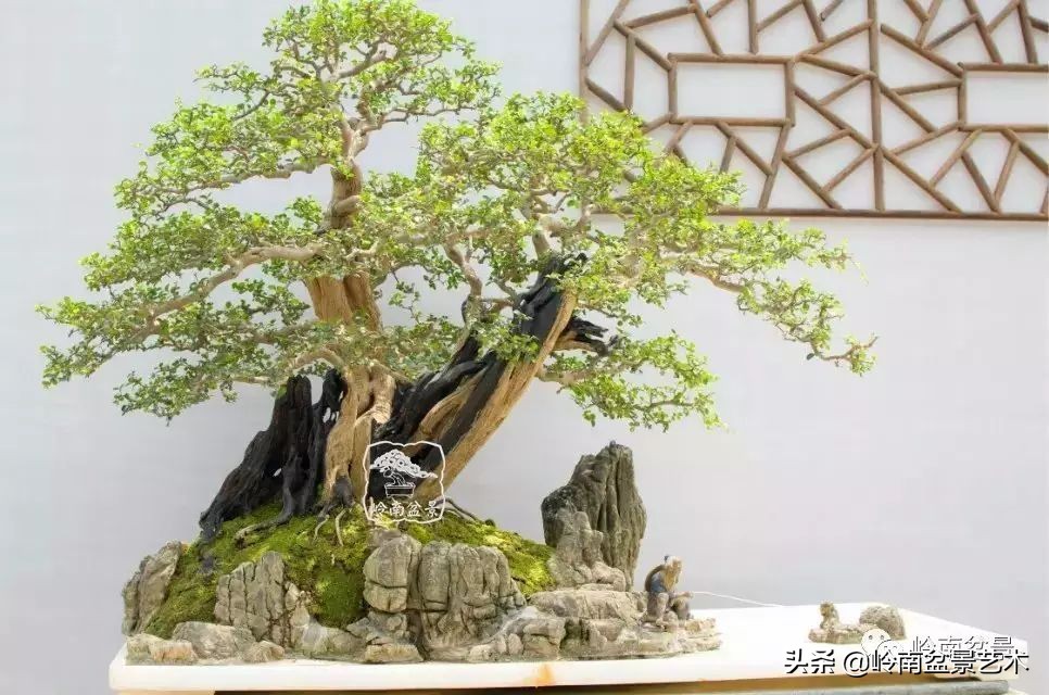 盆景结顶的形式,最好的盆景结顶方法