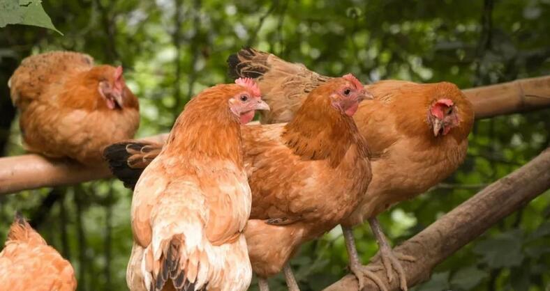 圣农股份养鸡,圣农发展在养鸡业排行榜