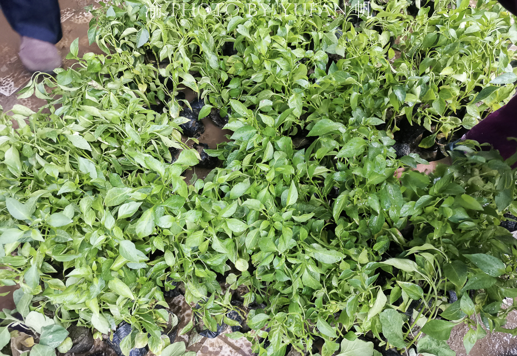 批发各种蔬菜苗苦瓜苗 (西瓜苦瓜丝瓜黄瓜甜瓜辣椒苗出售)