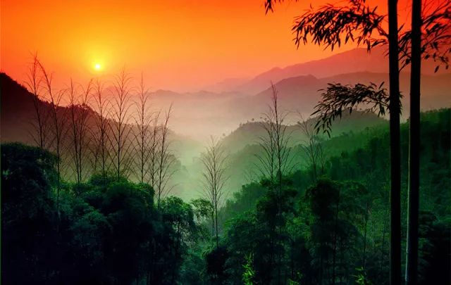 ¥599/套起!栖息30只孔雀!竹海环绕避世酒店竟全部用竹子造