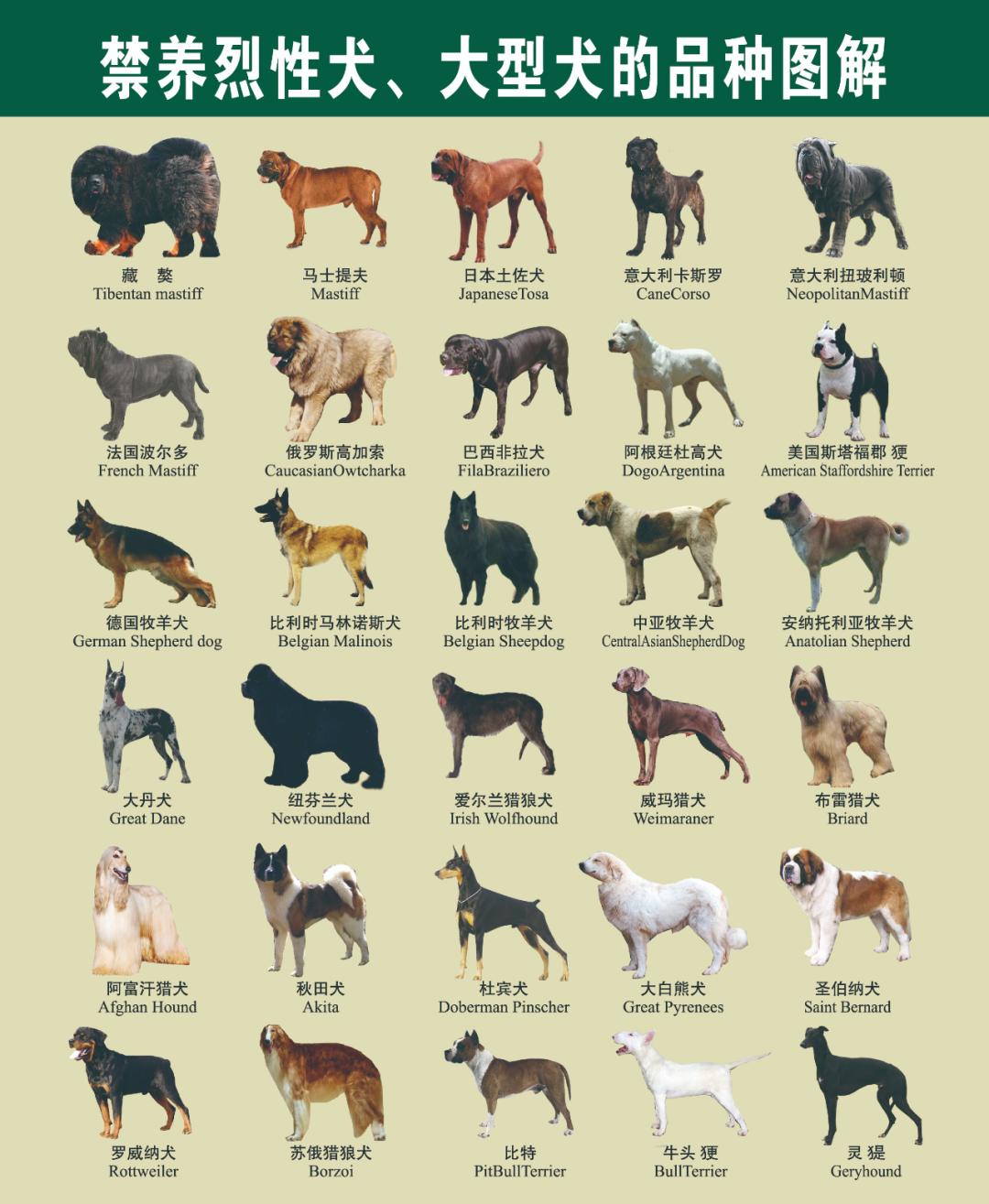 江北区养大型犬,江北宠物基地