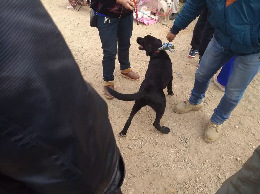 狗贩子10元的狗卖100,800元狗贩子