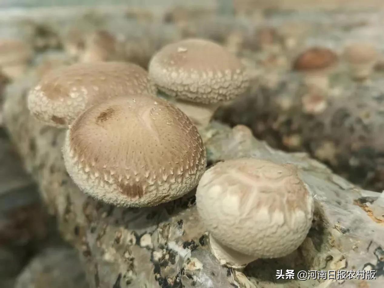 河南尉氏：大学生返乡创业，带领村民脱贫致富