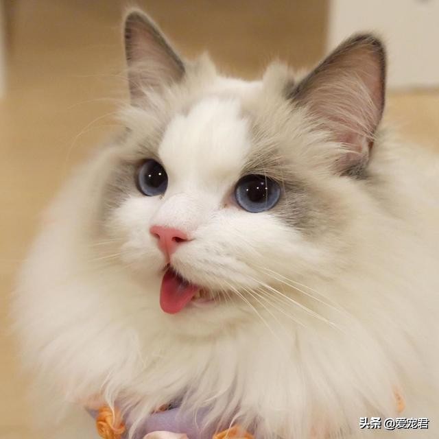 比较忙没有时间陪猫咪,经常上班没空陪猫咪可以吗