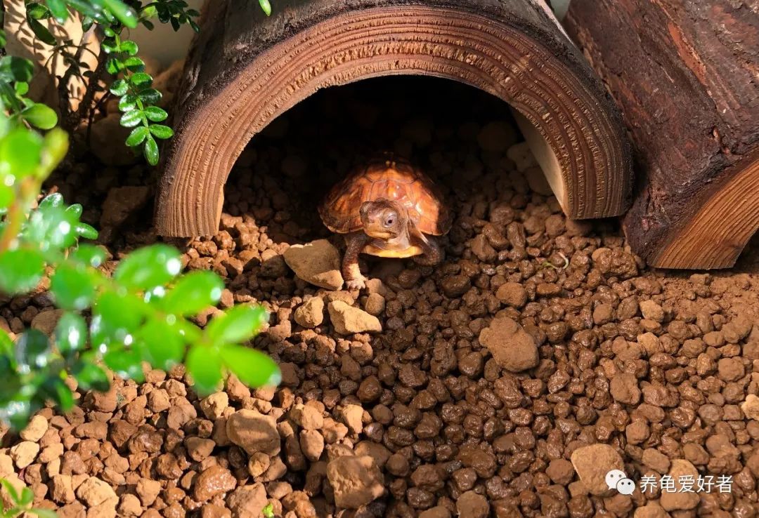 养龟秘诀,养龟掌握这九大秘诀还怕养不好吗