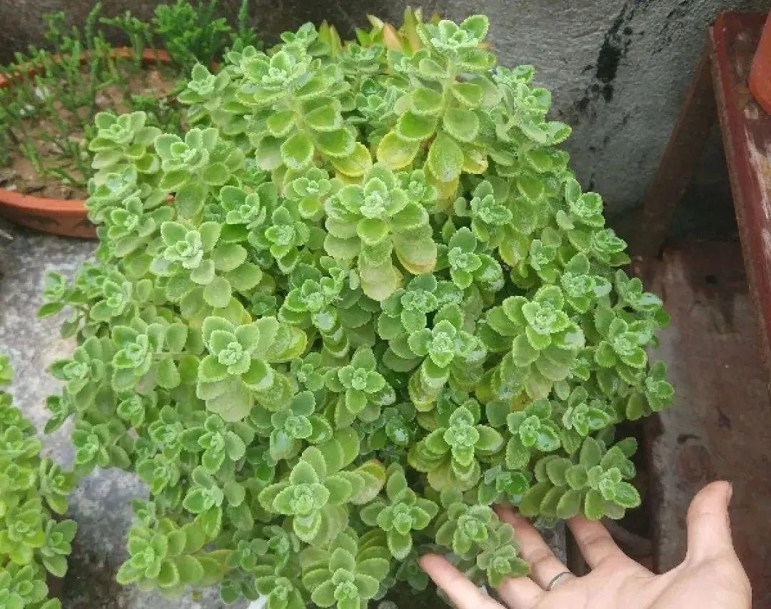 耐养的香水花,种室内香水花