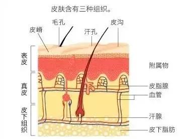 去除高原红红血丝最快的方法,怎么区分高原红和红血丝