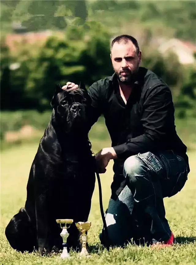 关于猛犬的十个黑话,关于猛犬的十大黑话