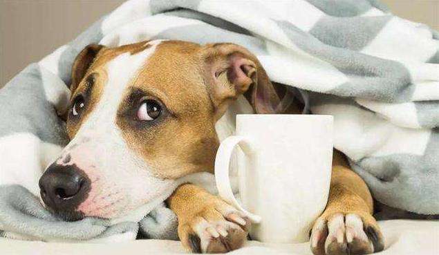 台湾兽医亲述狗粮致肾衰竭事件始末，前事不忘后事之师（五）