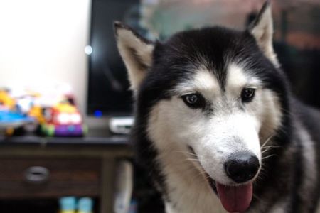 为什么哈士奇那么二,为什么哈士奇号称二哈