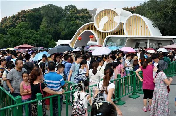 1h刹拢！想看大熊猫就去这3个地方，人少像包场，散养小熊猫