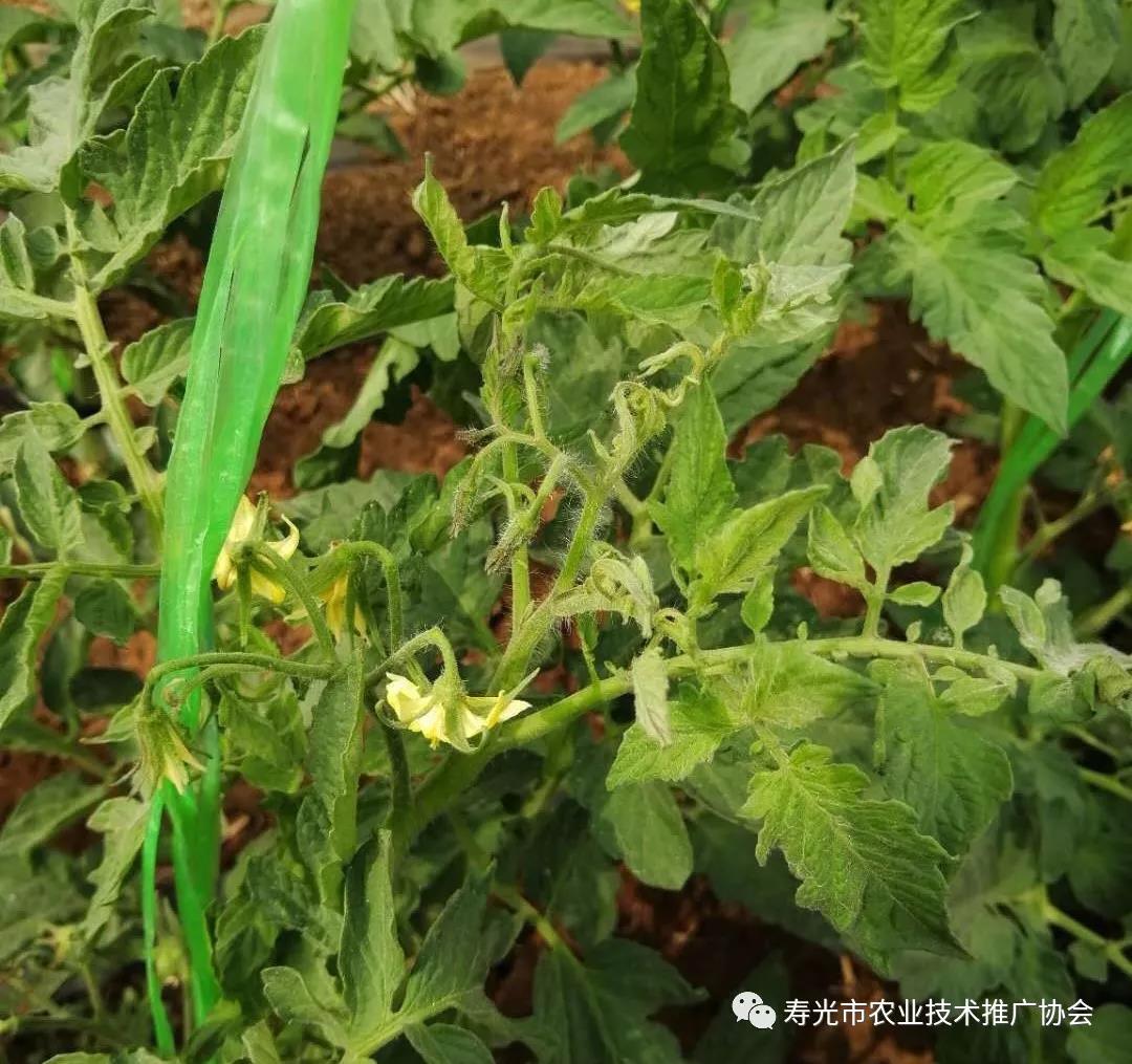 番茄花打顶补救方法,西红柿打顶花怎么处理