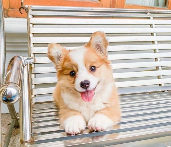 5.6个月的柯基,四个月的小柯基犬该如何喂养