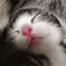 猫咪急救箱必备药物有哪些,猫咪的急救方法