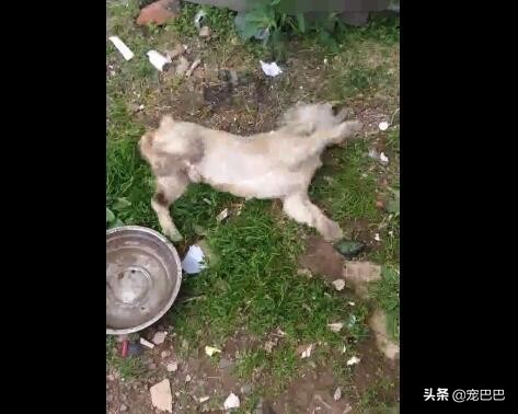 狗被鸡骨头卡住喉,小狗被鸡骨头卡住了会口吐白沫吗