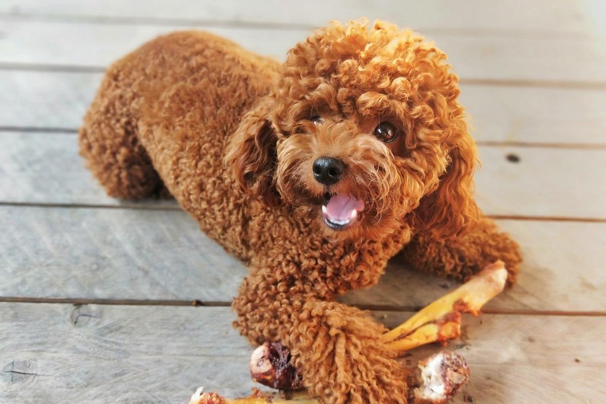 什么狗不容易生病不怕冷不怕热,狗天冷了千万别冻感冒了