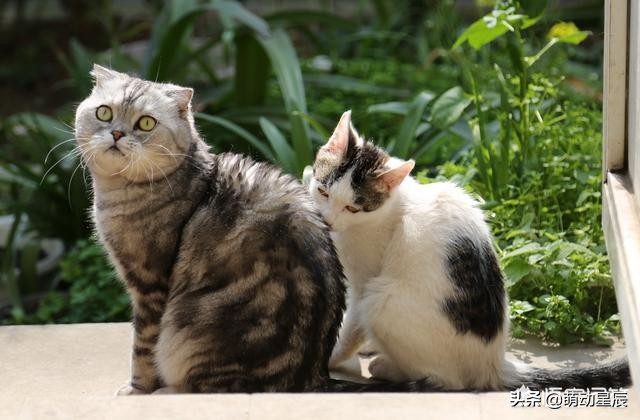 小猫咪第一天到家不吃不喝,两个月的小猫咪不吃不喝怎么办