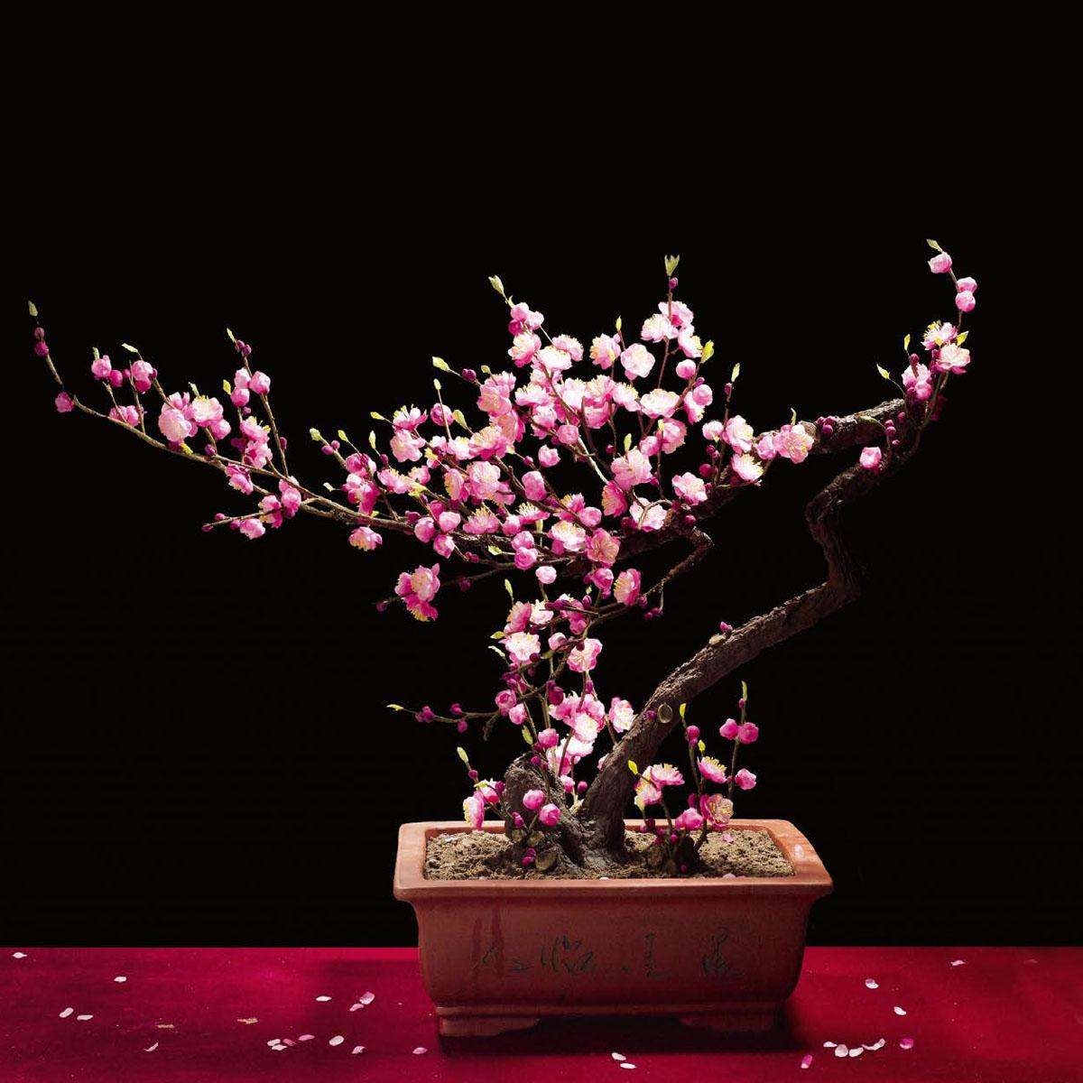 北方室内养红梅怎么养才能开花,北方冬季养红梅的十大禁忌