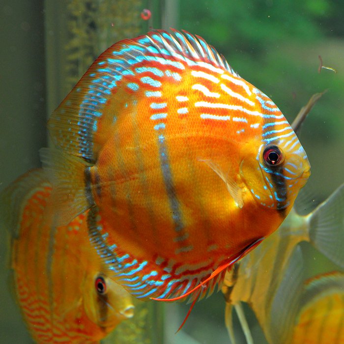 七彩神仙爱好者,野生七彩神仙开口