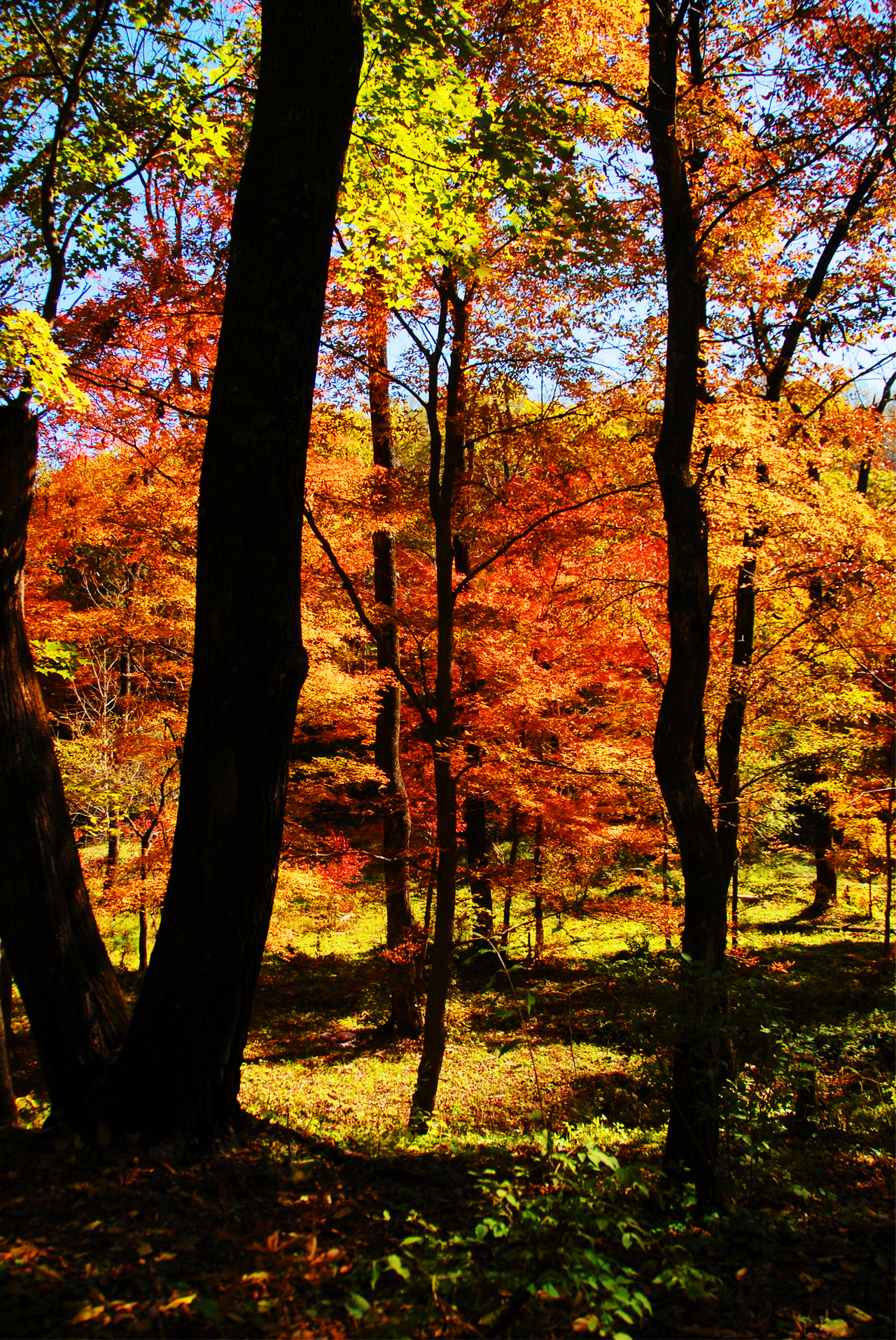 这个秋季你挖到了金人吗?