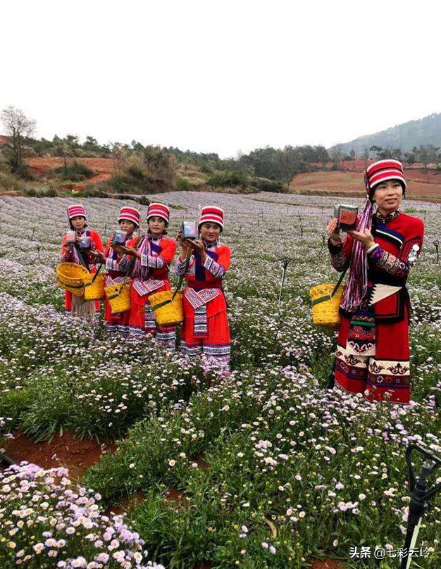 “云南科技扶贫百名县长直播”泸西：春风十里，不如在这里遇见你