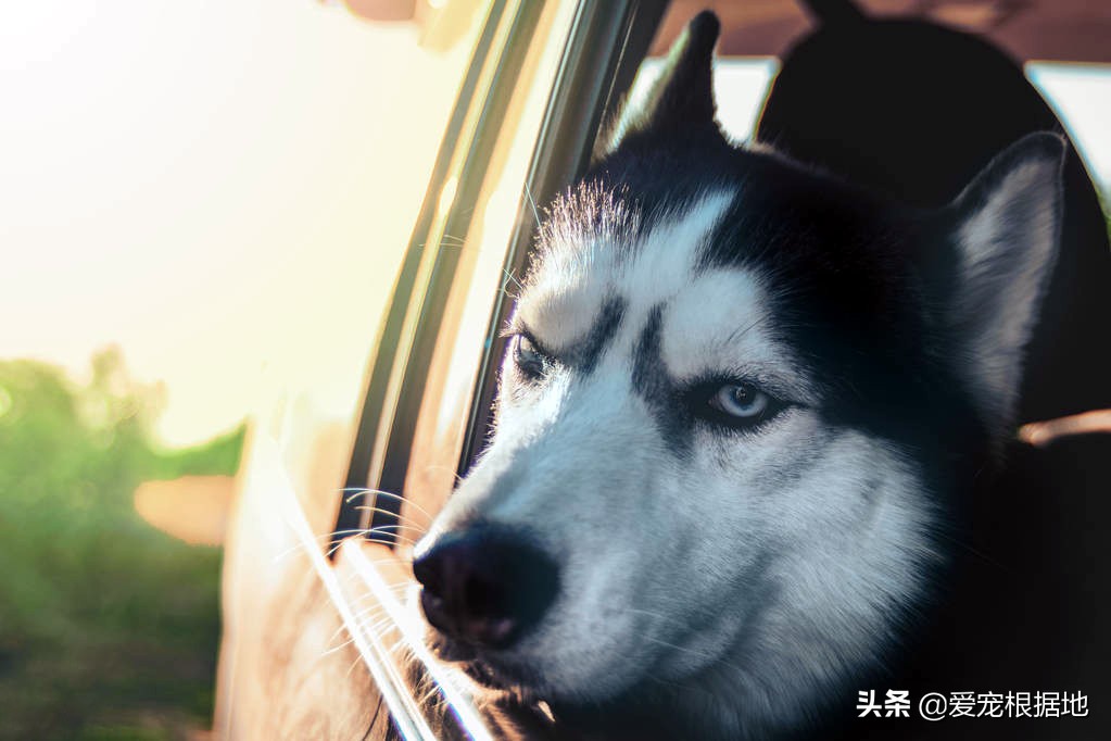 流浪哈士奇偷吃狗粮,哈士奇被饿骨瘦如柴