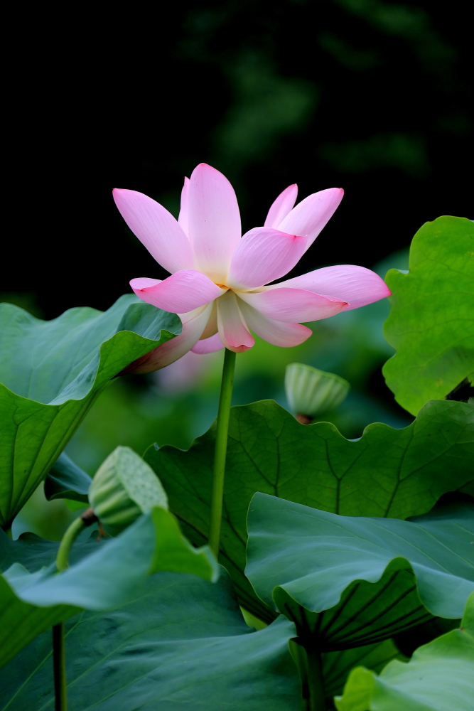 荷花朵朵歌曲完整版,口琴演奏绿岛小夜曲a调完整版