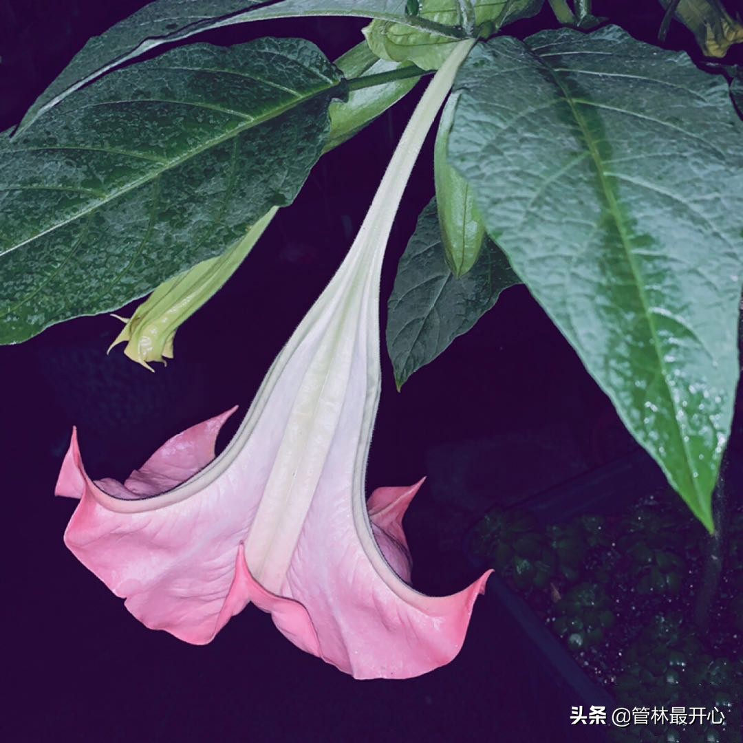山茶花也叫什么花,山茶花又叫曼陀罗