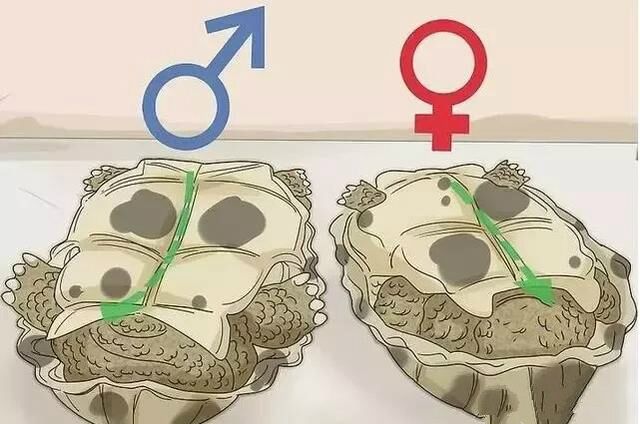 刚破壳的小乌龟怎样分雌雄,乌龟怎么分辨公母小草龟