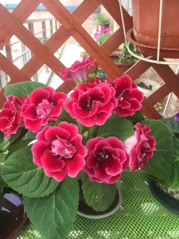 这6种花给点水就爆盆懒人必备,六种花千万别养