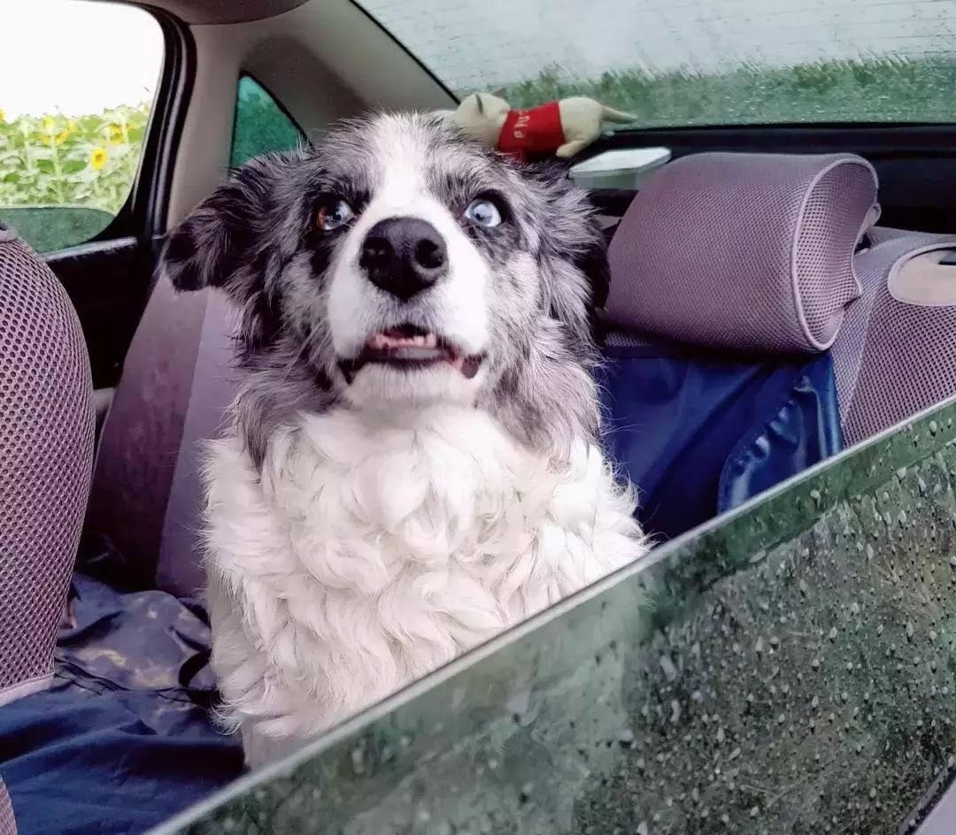 狗狗这么可爱，怎么舍得和它吵架呢？除非忍不住