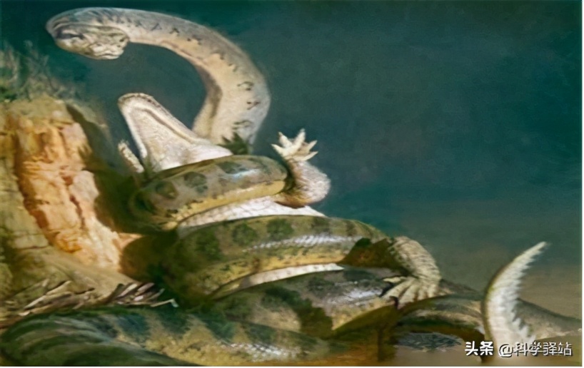 为何亚马逊森林称为人类禁区,人类的禁区亚马逊丛林