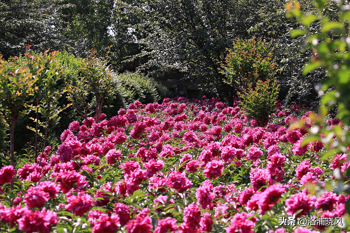 大院绿化的回忆——顺便看看院里的芍药定个究竟有多少种？