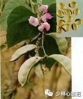 中药图片大全名称,中药图片大全带药名高清