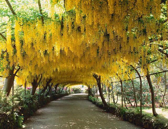 世界各国国花寓意浪漫,亚洲国花是哪个国家