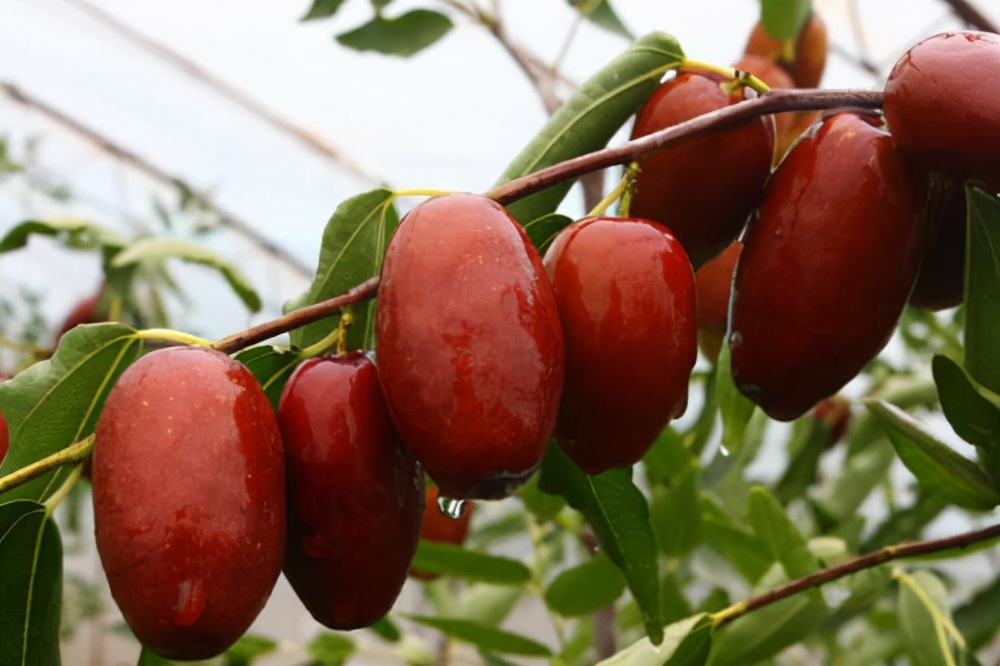 陕西彬州市有哪些名吃,彬州特产麻花哪家最正宗