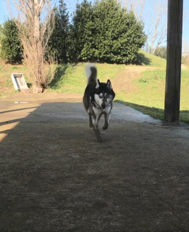 网友出门没带二哈，气得这家伙狂撕主人胸罩：看你下次还敢不敢了