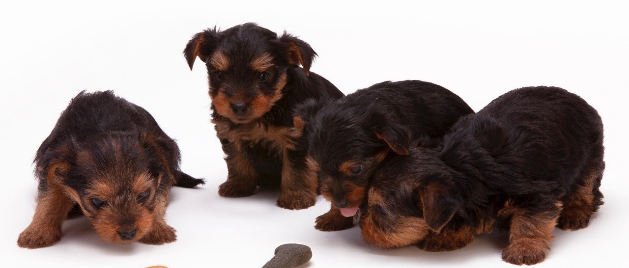 养公狗好还是养母狗好?这里给你说明白了